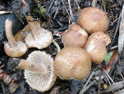 Inocybe fuscescentipes