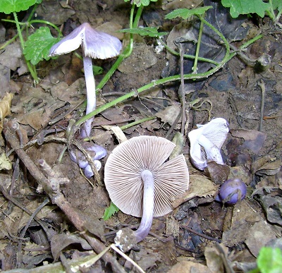 Inocybe geophylla var lilacina