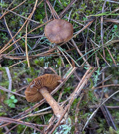 Inocybe glabrescens