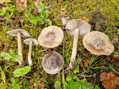 Inocybe grammatoides
