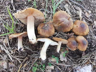 Inocybe grammopodia