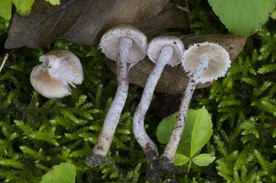 Inocybe griseolilacina