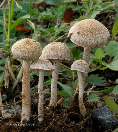 Inocybe griseoscabrosa