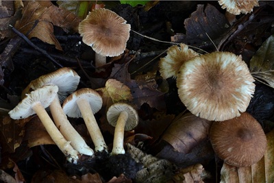 Inocybe griseovelata