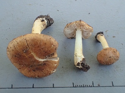 Inocybe hirtelloides