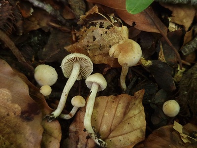 Inocybe huijsmanii
