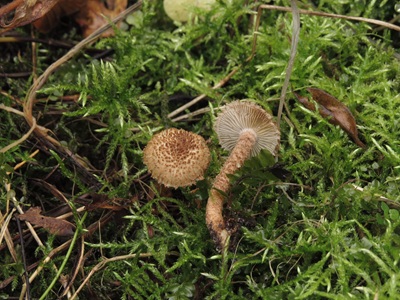 Inocybe hystrix