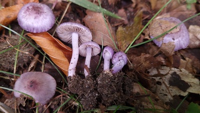 Inocybe ionolepis