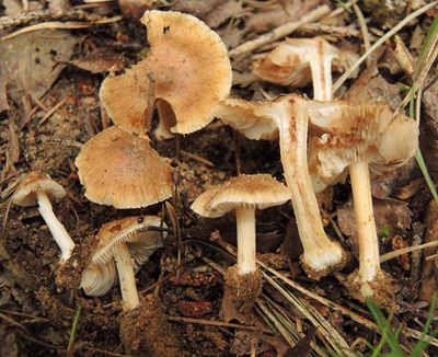 Inocybe krieglsteineri