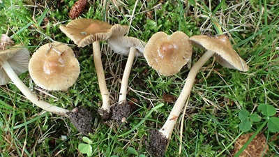 Inocybe lacunarum