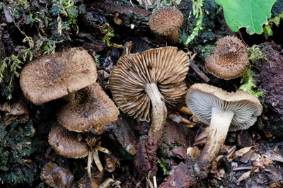 Inocybe lanuginosa