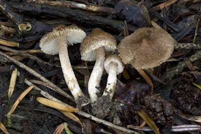 Inocybe laurina