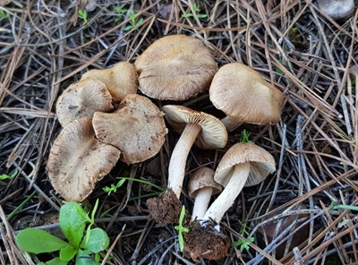 Inocybe leptocystis