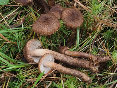 Inocybe leptophylla