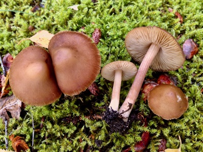 Inocybe lindrothii