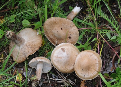Inocybe melanopus