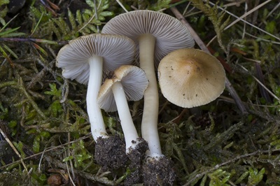 Inocybe mixtilis