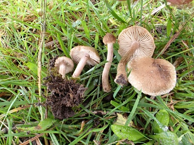 Inocybe moravica