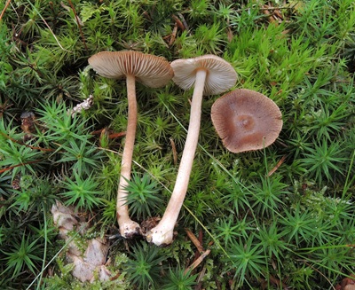 Inocybe napipes