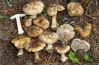 Inocybe oblectabilis