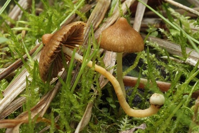 Inocybe obtusiuscula