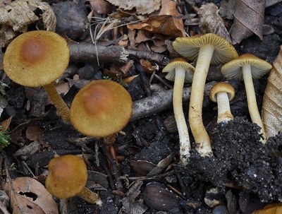 Inocybe orioli