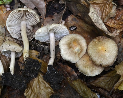 Inocybe ovilla