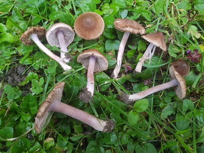 Inocybe paleoveneta