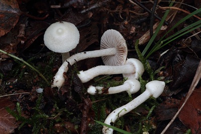 Inocybe paludinella