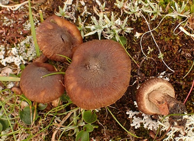 Inocybe paragiacomi