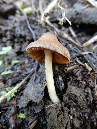 Inocybe pararubens