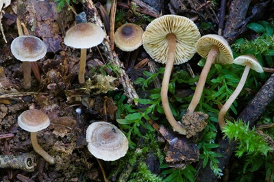 Inocybe petiginosa