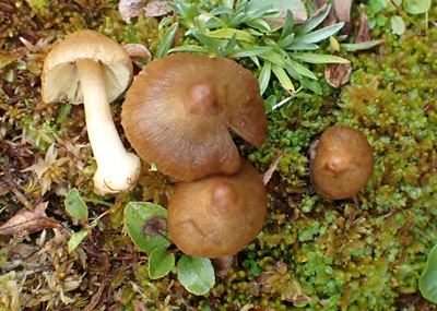 Inocybe phaeocystidiosa