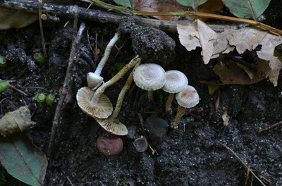 Inocybe phaeodisca var. geophylloides