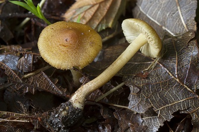 Inocybe pholiotinoides