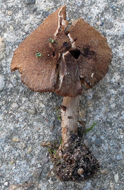 Inocybe pluppiana