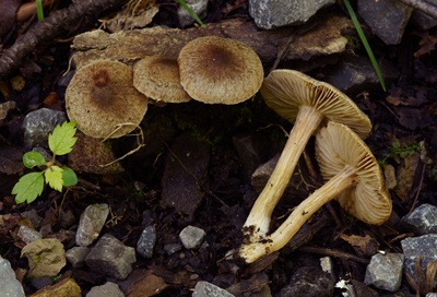 Inocybe plurabellae