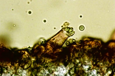 inocybe-posterula10