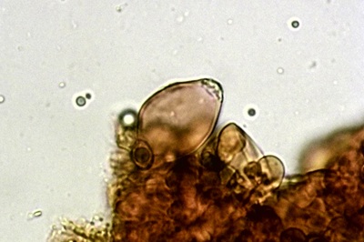 inocybe-posterula12