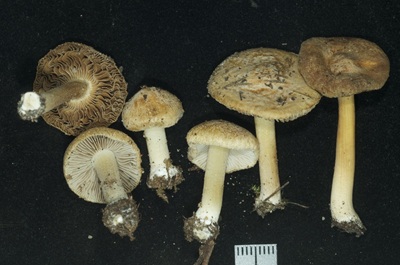 Inocybe pruinosa