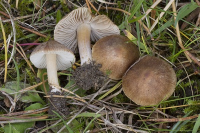 Inocybe psammobrunnea