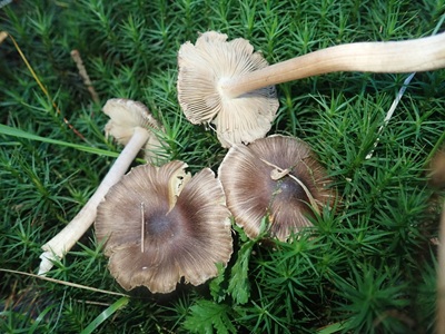 Inocybe pseudohiulca