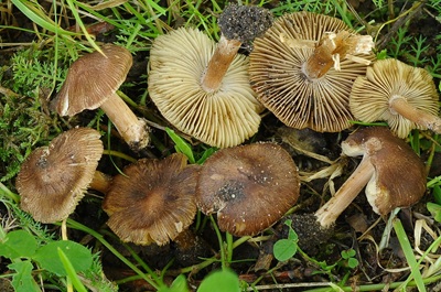 Inocybe pseudoreducta
