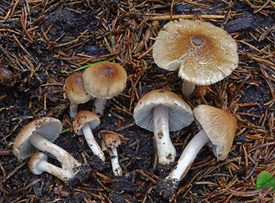 Inocybe rimosobispora
