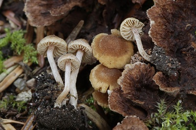 Inocybe rufoalba