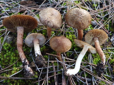 Inocybe rufuloides