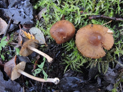 Inocybe salicis