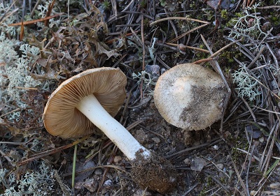 Inocybe sambucina