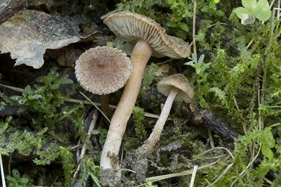 Inocybe scolopacis