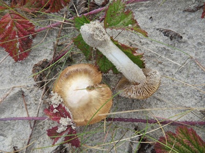 Inocybe serotina